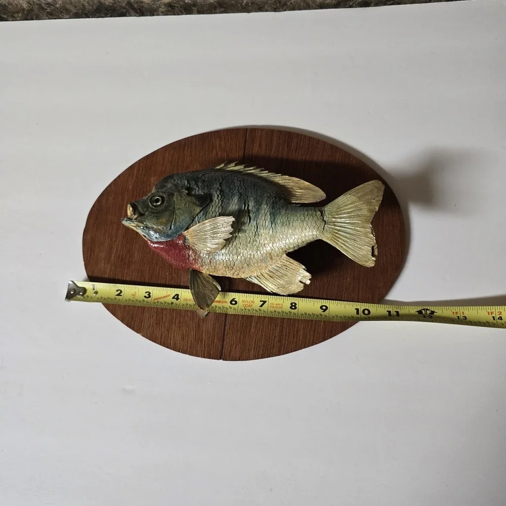 Big Vtg bluegill  skin mount taxidermy fish home office cabin wildlife art decor